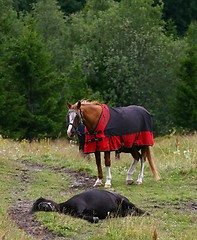 Image showing Two horses