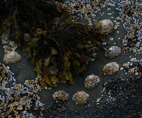 Image showing Seaweed and shells