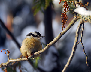 Image showing Red-Breasted Nuthatch