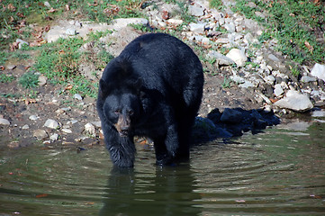 Image showing American black bear