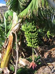 Image showing Banana tree with bananas