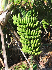 Image showing Bananas on banana tree