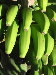 Image showing Bananas