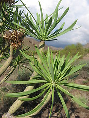 Image showing Plant