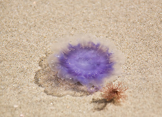 Image showing jellyfish