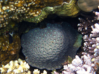 Image showing Stony corals