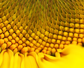 Image showing Sunflower macro