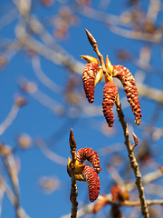 Image showing Blooming tree