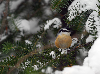 Image showing Red-Breasted Nuthatch