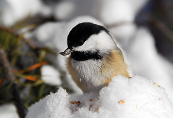 Image showing Black-capped Chickadee