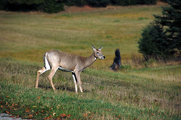 Image showing White-tailed deer