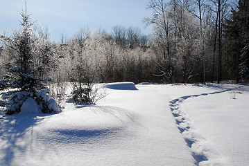 Image showing Winter Landscape