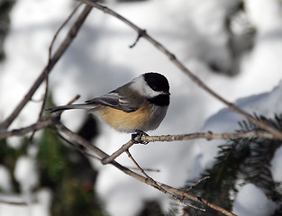 Image showing Black-capped Chickadee