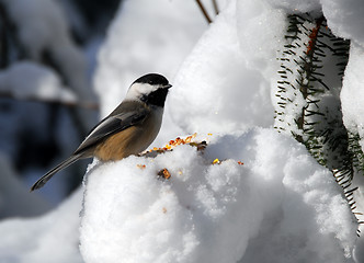 Image showing Black-capped Chickadee