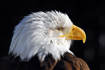 Image showing American Bald Eagle