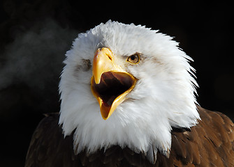 Image showing American Bald Eagle