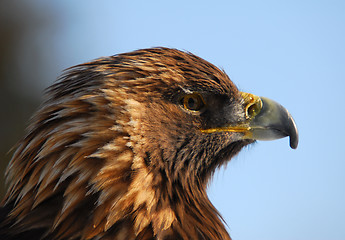 Image showing Golden Eagle