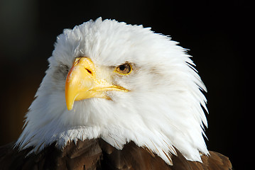 Image showing American Bald Eagle