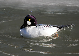 Image showing Common Goldeneye (Bucephala clangula)