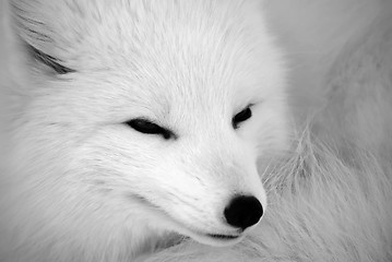 Image showing Arctic Fox