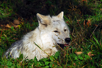 Image showing Arctic wolf