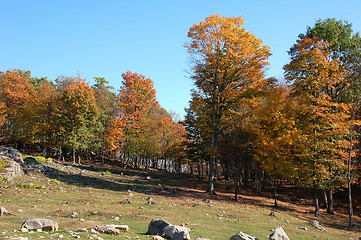 Image showing Autumn's landscape