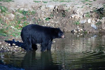 Image showing American black bear