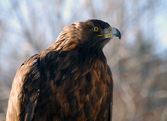 Image showing Golden Eagle