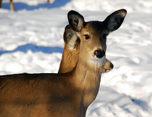 Image showing Whte-tailed deer