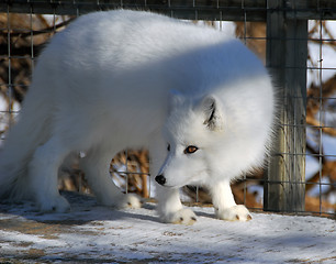 Image showing Arctic Fox