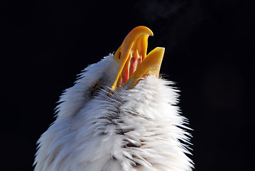 Image showing American Bald Eagle