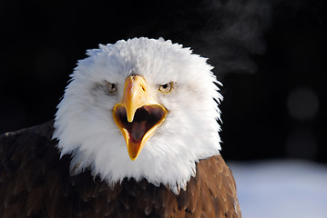 Image showing American Bald Eagle