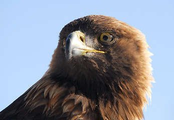 Image showing Golden Eagle