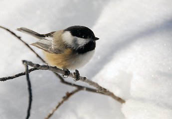 Image showing Black-capped Chickadee