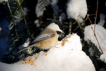 Image showing Black-capped Chickadee