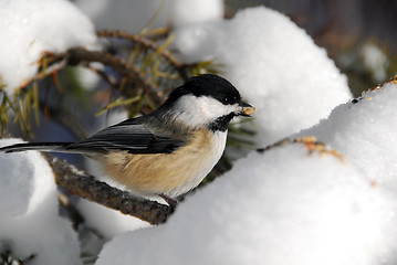 Image showing Black-capped Chickadee