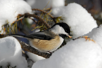 Image showing Black-capped Chickadee