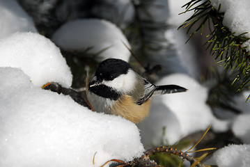 Image showing Black-capped Chickadee