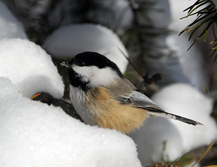 Image showing Black-capped Chickadee