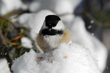 Image showing Black-capped Chickadee