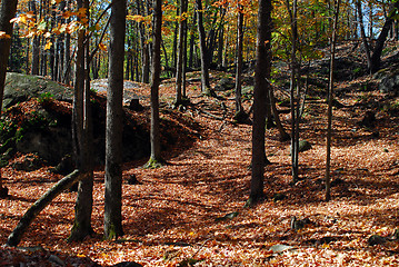 Image showing An autumn's landscape