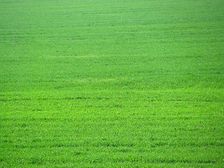 Image showing Bright green field