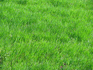 Image showing Green grass