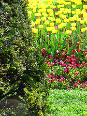 Image showing Spring in the park