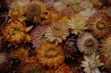 Image showing dried flowers