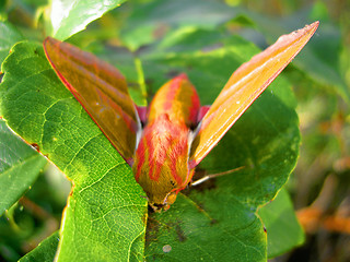 Image showing butterfly