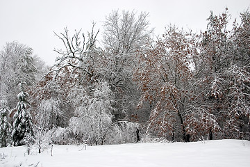 Image showing Snowy Trees