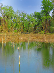 Image showing Young trees flooded by river