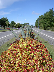 Image showing flowers on the highway