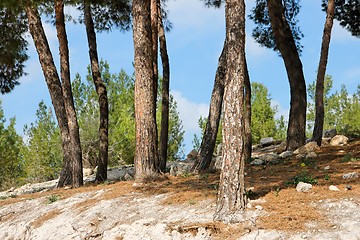 Image showing Pinetree forest on rocky slope in bright summer day